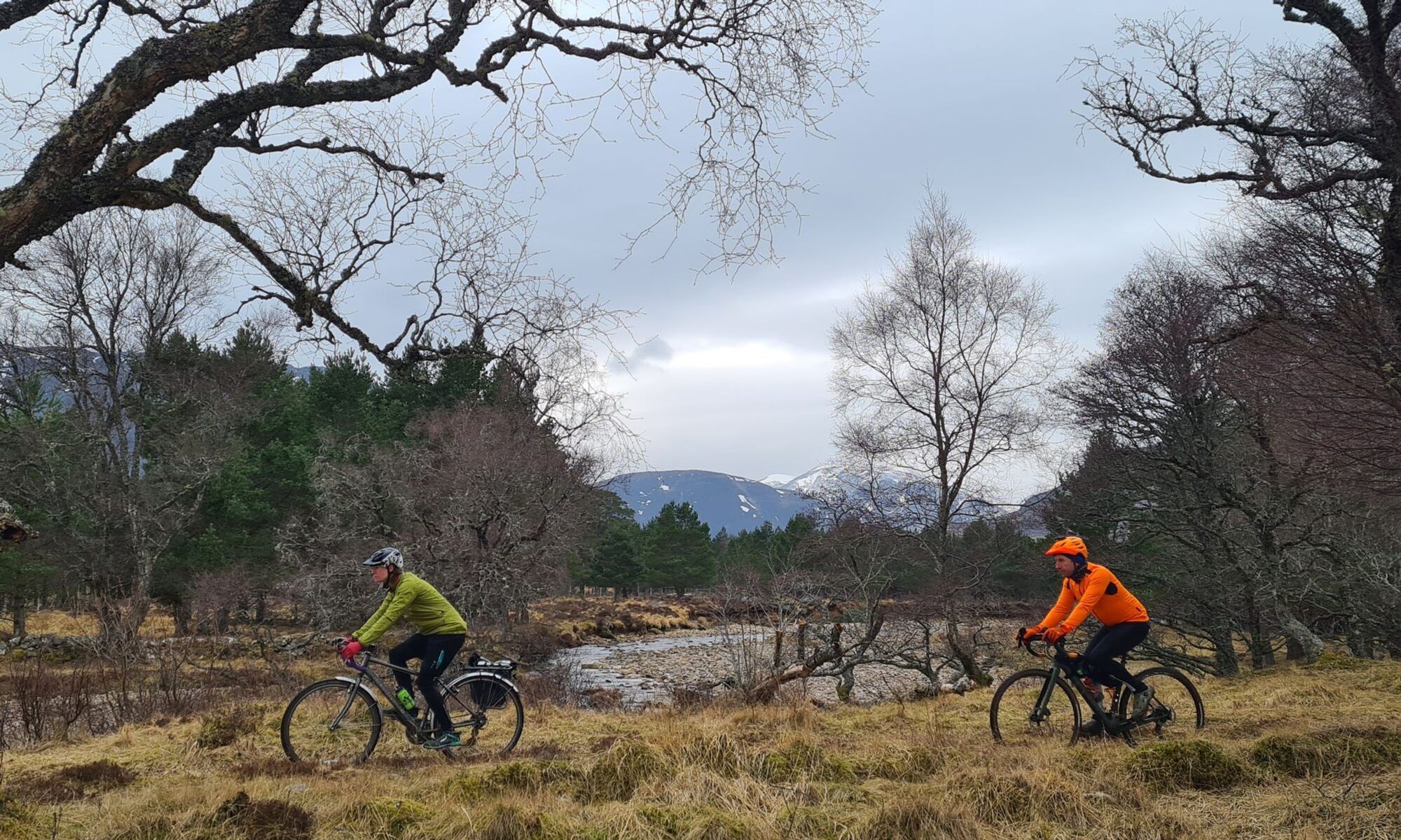 
  
  Black Wood of Rannoch
